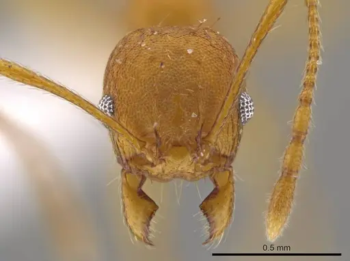 Pheidole brandaoi - CASENT0618083