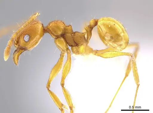 Pheidole brandaoi - CASENT0618083