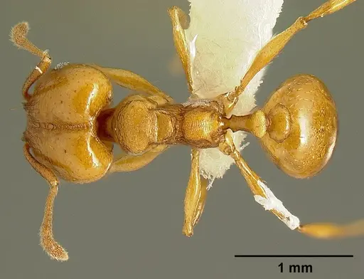 Pheidole branstetteri specimen