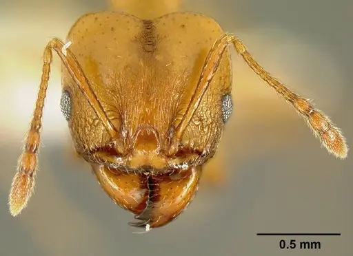 Pheidole branstetteri specimen