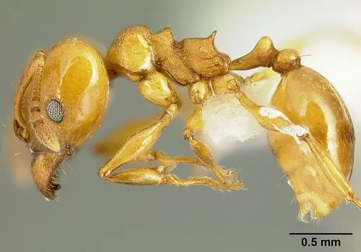 Pheidole branstetteri specimen
