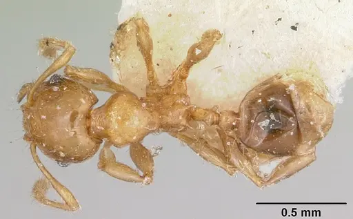 Pheidole braueri specimen