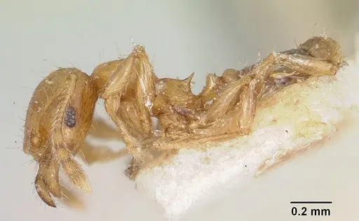 Pheidole braueri specimen