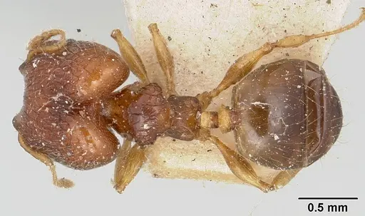 Pheidole braueri - CASENT0101604