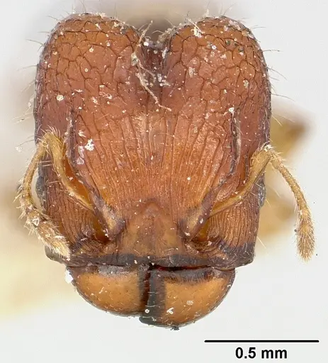 Pheidole braueri - CASENT0101604