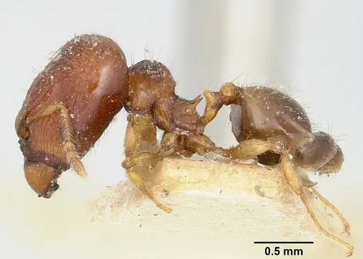 Pheidole braueri - CASENT0101604