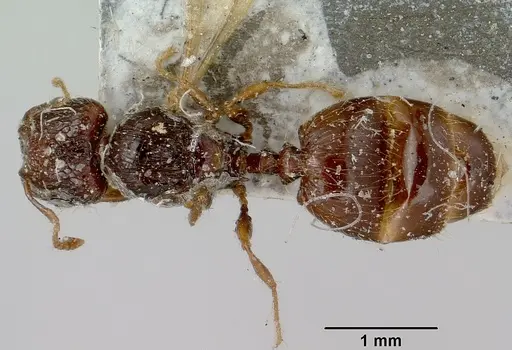 Pheidole braueri - CASENT0101736