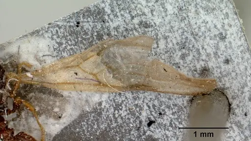 Pheidole braueri - CASENT0101736