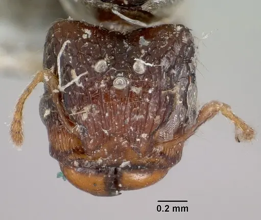 Pheidole braueri - CASENT0101736