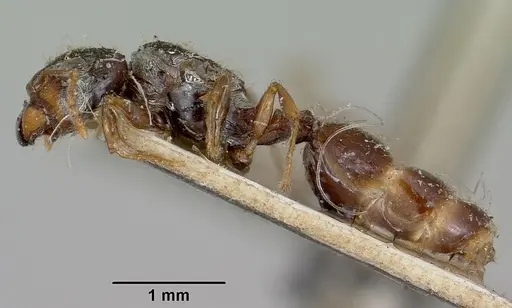 Pheidole braueri - CASENT0101736