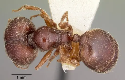 Pheidole braueri - CASENT0104598