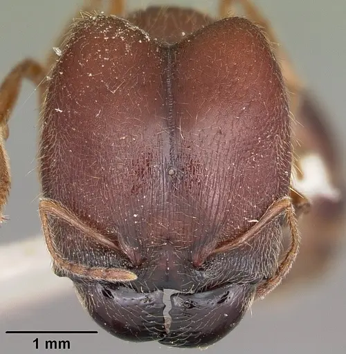 Pheidole braueri - CASENT0104598