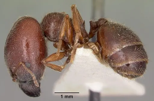 Pheidole braueri - CASENT0104598