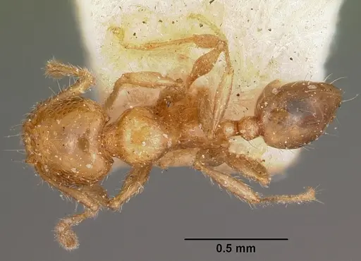 Pheidole braueri - CASENT0104599