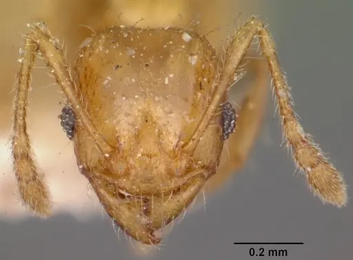 Pheidole braueri - CASENT0104599