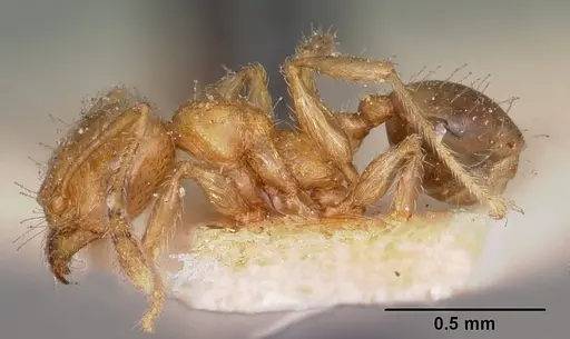 Pheidole braueri - CASENT0104599