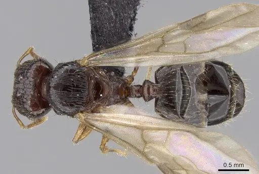 Pheidole braueri - CASENT0159911