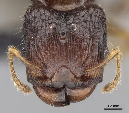 Pheidole braueri - CASENT0159911