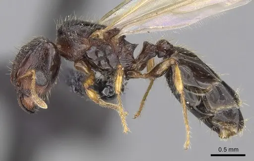 Pheidole braueri - CASENT0159911