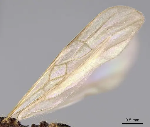 Pheidole braueri - CASENT0159911