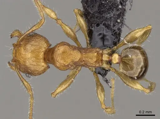 Pheidole braueri - CASENT0159919