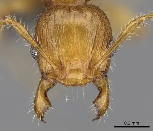 Pheidole braueri - CASENT0159919