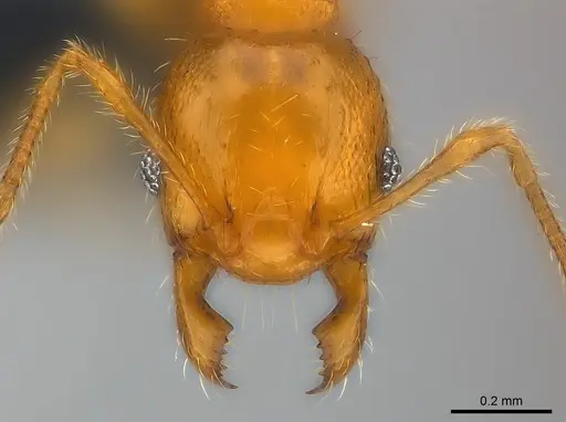 Pheidole braueri - CASENT0159931