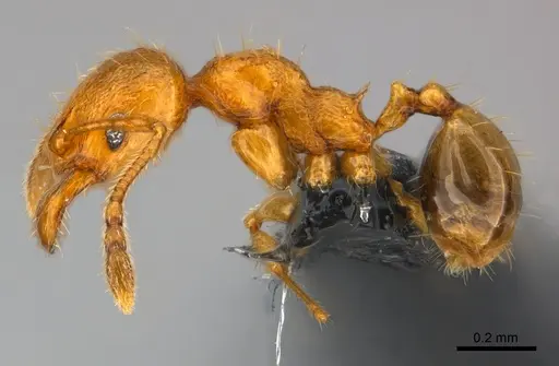 Pheidole braueri - CASENT0159931