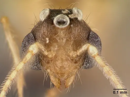 Pheidole braueri - CASENT0159950