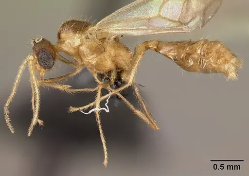 Pheidole braueri - CASENT0159950
