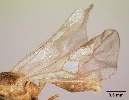 Pheidole braueri - CASENT0159950