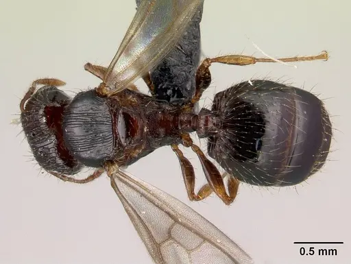 Pheidole braueri - CASENT0217234