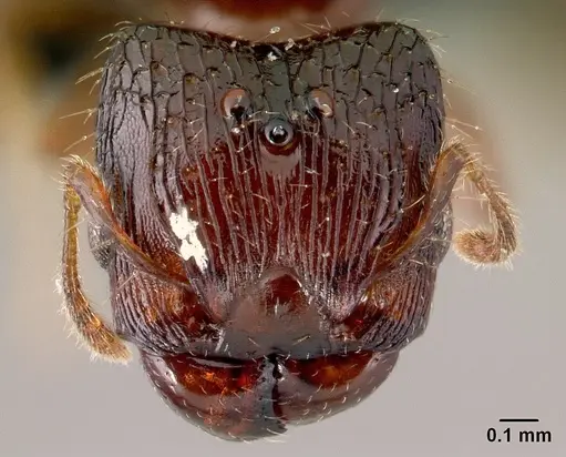 Pheidole braueri - CASENT0217234