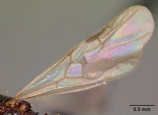 Pheidole braueri - CASENT0217234