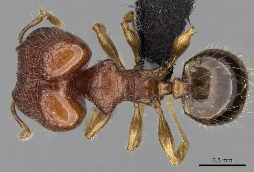Pheidole braueri - CASENT0217235