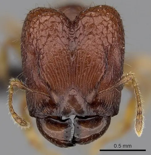 Pheidole braueri - CASENT0217235