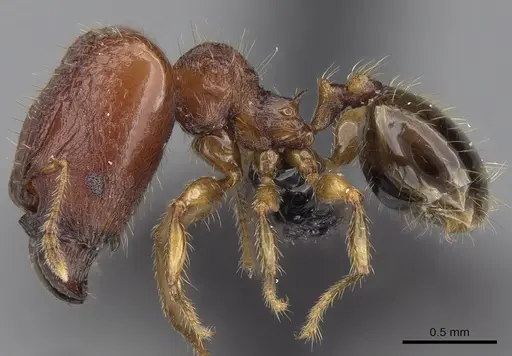 Pheidole braueri - CASENT0217235