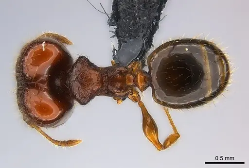 Pheidole braueri - CASENT0218539