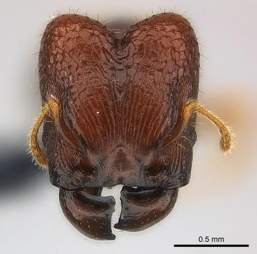 Pheidole braueri - CASENT0218539