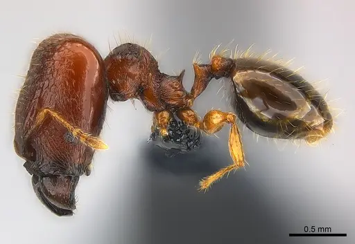 Pheidole braueri - CASENT0218539