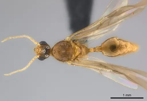 Pheidole braueri - CASENT0218540