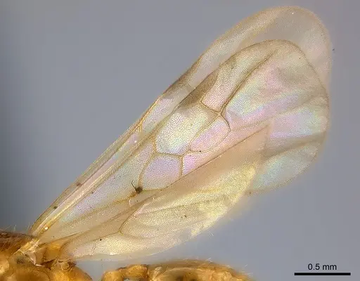 Pheidole braueri - CASENT0218540