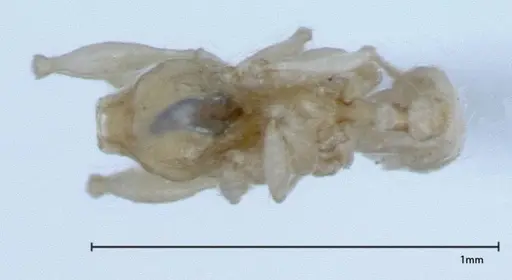 Pheidole braueri - FOCOL0026