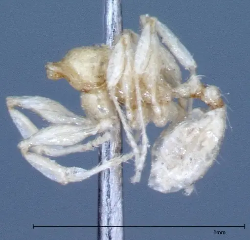 Pheidole braueri - FOCOL0026