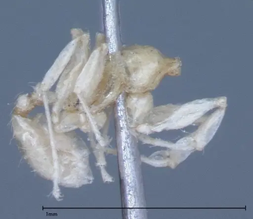 Pheidole braueri - FOCOL0026