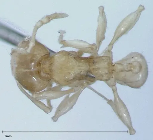 Pheidole braueri - FOCOL0027