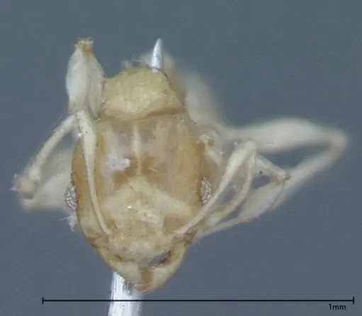 Pheidole braueri - FOCOL0027