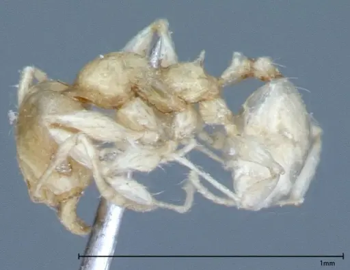 Pheidole braueri - FOCOL0027