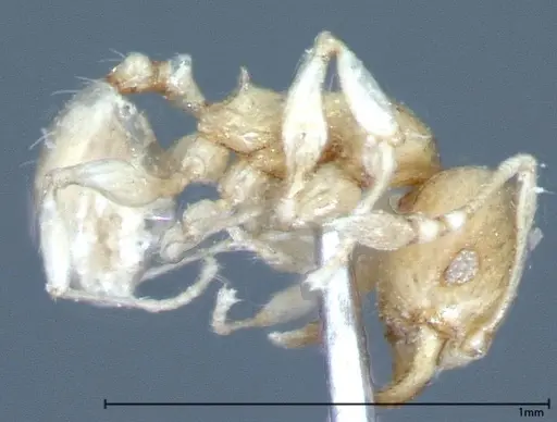 Pheidole braueri - FOCOL0027
