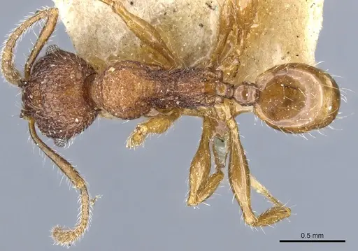 Pheidole brevicona specimen